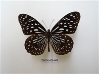 藏品(小紋青斑蝶)的圖片